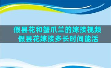 假昙花和蟹爪兰的嫁接视频 假昙花嫁接多长时间能活